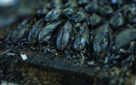 éclade de moules d'Oléron