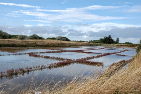Marais salants d'Oléron
